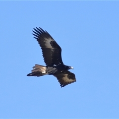 Aquila audax at Throsby, ACT - 24 Aug 2024 11:59 AM