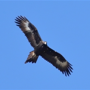 Aquila audax at Throsby, ACT - 24 Aug 2024 12:00 PM