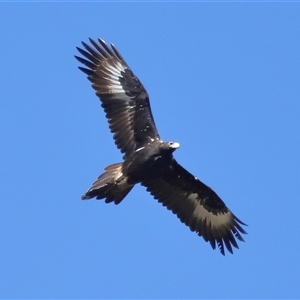 Aquila audax at Throsby, ACT - 24 Aug 2024 12:00 PM