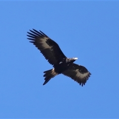 Aquila audax at Throsby, ACT - 24 Aug 2024 12:00 PM