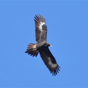 Aquila audax at Throsby, ACT - 24 Aug 2024 12:00 PM