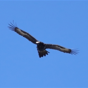 Aquila audax at Throsby, ACT - 24 Aug 2024 12:00 PM