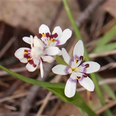 Wurmbea dioica subsp. dioica (Early Nancy) at Gundaroo, NSW - 12 Sep 2024 by ConBoekel