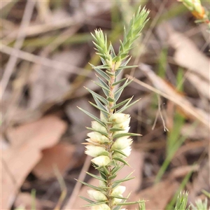 Melichrus urceolatus at Gundaroo, NSW - 12 Sep 2024 10:30 AM