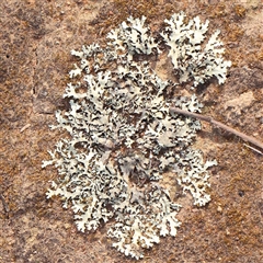 Unverified Lichen at Gundaroo, NSW - 12 Sep 2024 by ConBoekel
