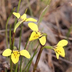 Diuris chryseopsis (Golden Moth) at Gundaroo, NSW - 12 Sep 2024 by ConBoekel