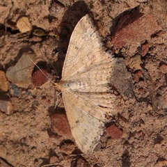 Scopula rubraria (Reddish Wave, Plantain Moth) at Gundaroo, NSW - 12 Sep 2024 by ConBoekel