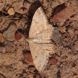 Scopula rubraria at Gundaroo, NSW - 12 Sep 2024