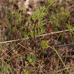 Cheilanthes sieberi subsp. sieberi (Mulga Rock Fern) at Gundaroo, NSW - 12 Sep 2024 by ConBoekel