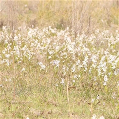 Wurmbea dioica subsp. dioica (Early Nancy) at Gundaroo, NSW - 12 Sep 2024 by ConBoekel