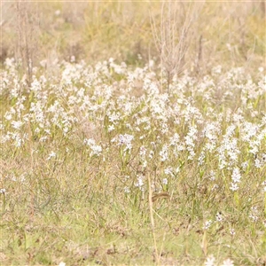 Wurmbea dioica subsp. dioica at Gundaroo, NSW - 12 Sep 2024