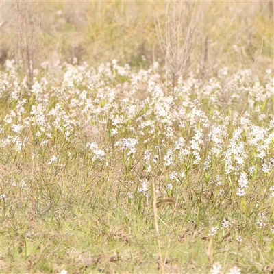 Wurmbea dioica subsp. dioica (Early Nancy) at Gundaroo, NSW - 12 Sep 2024 by ConBoekel