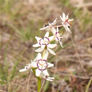 Wurmbea dioica subsp. dioica at Gundaroo, NSW - 12 Sep 2024