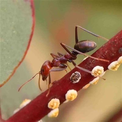 Iridomyrmex purpureus (Meat Ant) at Gundaroo, NSW - 12 Sep 2024 by ConBoekel