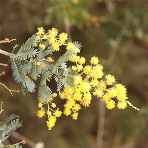 Acacia baileyana at Gundaroo, NSW - 12 Sep 2024