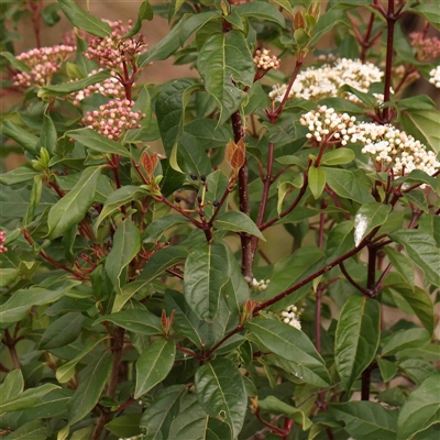 Viburnum tinus (Laurustinus) at Gundaroo, NSW - 12 Sep 2024 by ConBoekel