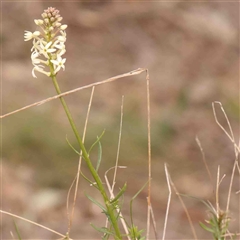 Stackhousia monogyna (Creamy Candles) at Gundaroo, NSW - 12 Sep 2024 by ConBoekel