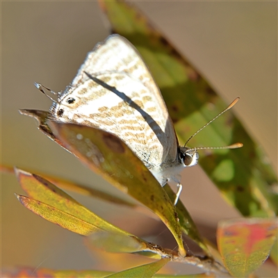 Lampides boeticus (Long-tailed Pea-blue) at Higgins, ACT - 13 Sep 2024 by MichaelWenke