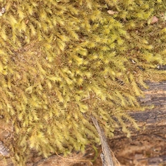 Unverified Moss, Liverwort or Hornwort - 1 Jan 1900 by ConBoekel