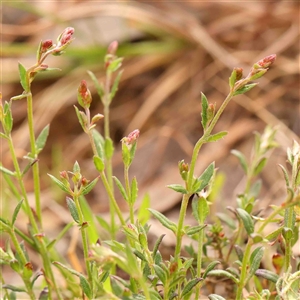 Gonocarpus tetragynus at Gundaroo, NSW - 12 Sep 2024