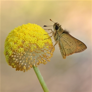 Ocybadistes walkeri at Higgins, ACT - 13 Sep 2024