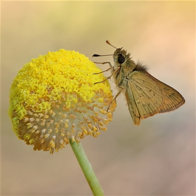 Ocybadistes walkeri (Green Grass-dart) at Higgins, ACT - 13 Sep 2024 by MichaelWenke