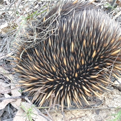 Tachyglossus aculeatus (Short-beaked Echidna) at Penrose, NSW - 13 Sep 2024 by Aussiegall