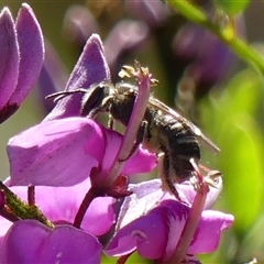 Lasioglossum (Chilalictus) sp. (genus & subgenus) (Halictid bee) at Braemar, NSW - 6 Sep 2024 by Curiosity