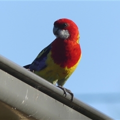 Platycercus eximius (Eastern Rosella) at Braemar, NSW - 6 Sep 2024 by Curiosity