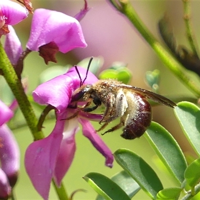 Lasioglossum (Parasphecodes) sp. (genus & subgenus) (Halictid bee) at Braemar, NSW - 10 Sep 2024 by Curiosity