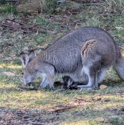 Notamacropus rufogriseus (Red-necked Wallaby) at Jenolan, NSW - 13 Sep 2024 by ScottandMandy