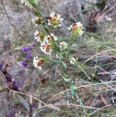 Pimelea linifolia subsp. linifolia (Queen of the Bush, Slender Rice-flower) at Acton, ACT - 12 Sep 2024 by harrisonbowden1