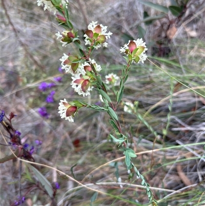 Pimelea linifolia subsp. linifolia (Queen of the Bush, Slender Rice-flower) at Acton, ACT - 12 Sep 2024 by harrison.bowdem