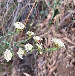 Pimelea linifolia subsp. linifolia at Acton, ACT - 12 Sep 2024 01:44 PM