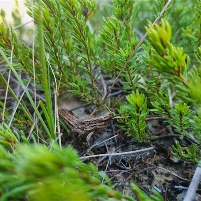 Unidentified Grasshopper (several families) at Bungendore, NSW - 8 Sep 2024 by clarehoneydove