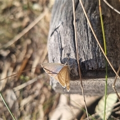 Lampides boeticus (Long-tailed Pea-blue) at Bungendore, NSW - 8 Sep 2024 by clarehoneydove