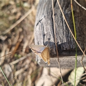 Lampides boeticus at Bungendore, NSW - 8 Sep 2024 03:56 PM