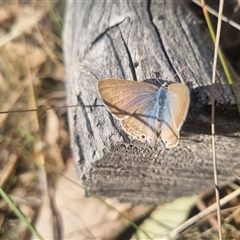 Lampides boeticus at Bungendore, NSW - 8 Sep 2024 03:56 PM