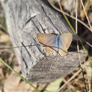 Lampides boeticus at Bungendore, NSW - 8 Sep 2024 03:56 PM