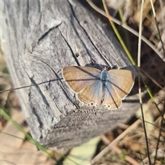 Lampides boeticus at Bungendore, NSW - 8 Sep 2024 03:56 PM