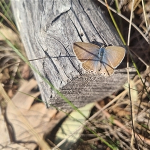 Lampides boeticus at Bungendore, NSW - 8 Sep 2024 03:56 PM