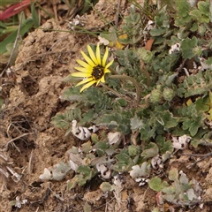 Arctotheca calendula (Capeweed, Cape Dandelion) at Gundaroo, NSW - 12 Sep 2024 by ConBoekel