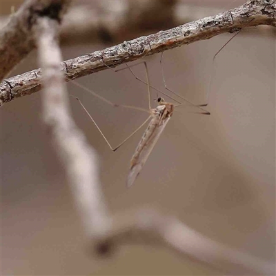 Limoniidae (family) (Unknown Limoniid Crane Fly) at Gundaroo, NSW - 12 Sep 2024 by ConBoekel