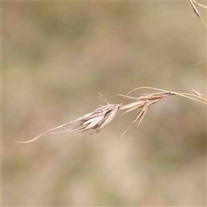 Themeda triandra at Gundaroo, NSW - 12 Sep 2024