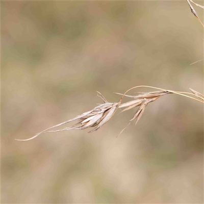 Themeda triandra (Kangaroo Grass) at Gundaroo, NSW - 12 Sep 2024 by ConBoekel