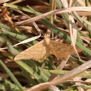 Scopula rubraria at Gundaroo, NSW - 12 Sep 2024