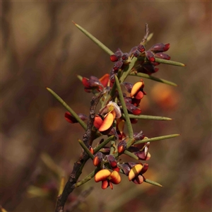 Daviesia genistifolia at Gundaroo, NSW - 12 Sep 2024