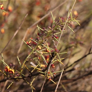 Daviesia genistifolia at Gundaroo, NSW - 12 Sep 2024