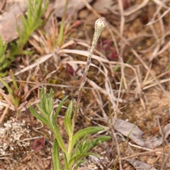 Leptorhynchos squamatus (Scaly Buttons) at Gundaroo, NSW - 12 Sep 2024 by ConBoekel