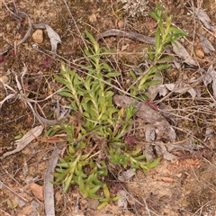 Leptorhynchos squamatus at Gundaroo, NSW - 12 Sep 2024 11:12 AM